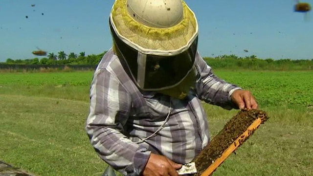 Beekeeping industry booming in Florida