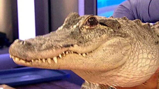 'Fox & Friends' takes walk on wild side with Jeff Corwin