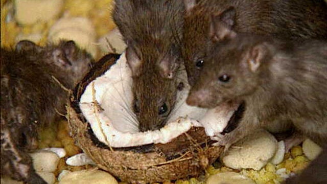 Study: NYC rats carrying dangerous viruses, bacteria