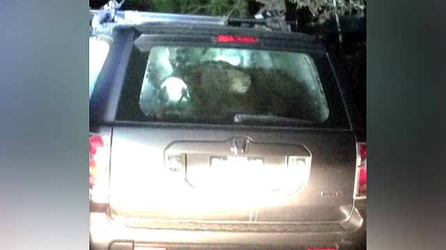 Bear locks itself in SUV