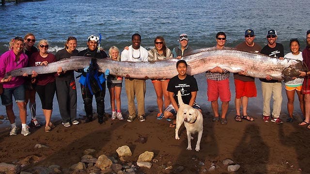 18-foot-long oarfish found off Catalina Island