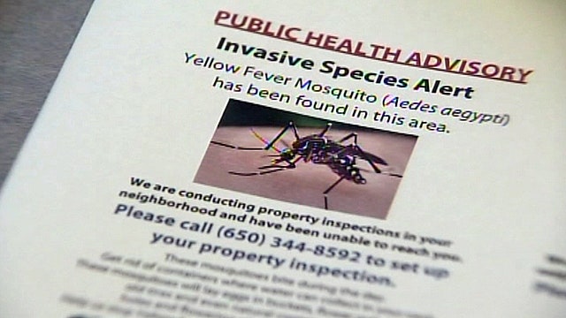 Officials discover yellow fever mosquitoes 