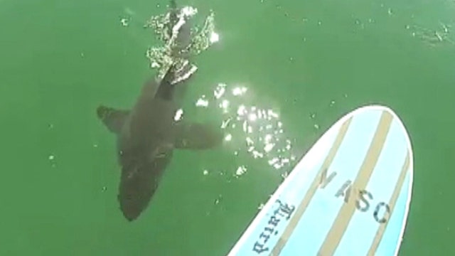 Great white shark gives paddle surfer quite a scare