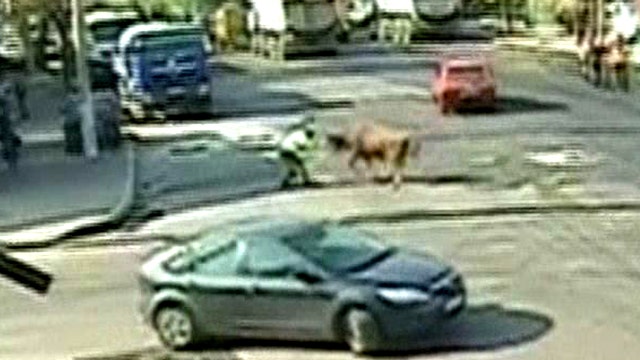 Bull attacks traffic officer in middle of busy street