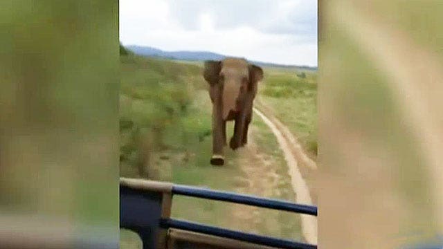 Charging elephant tops week's best viral videos