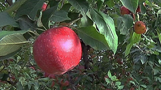 Pick-Your-Own: Fall recipes fresh from the orchard