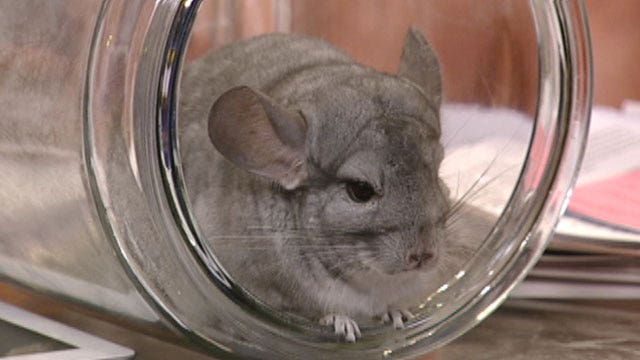 After the Show Show: Chinchillas and spirits