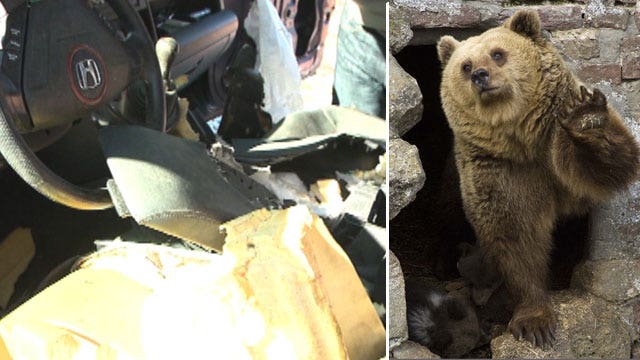 Bear eats car?