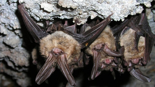 Will SARS-infested bats eradicate the human race?