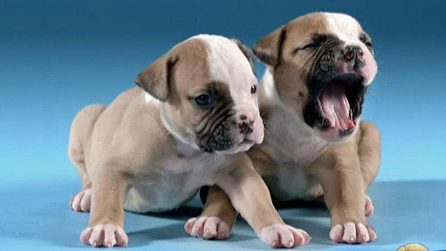 New book captures puppies mid-shake