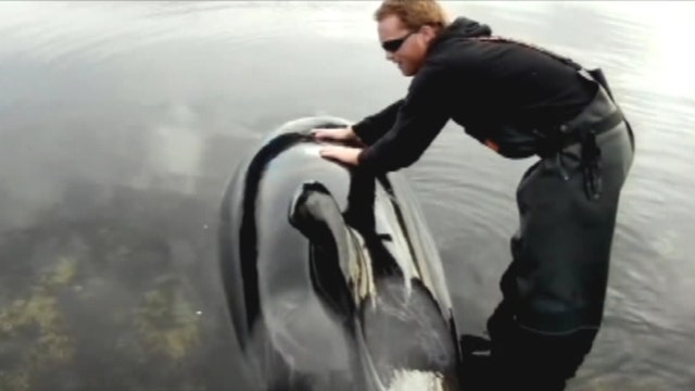 Fishermen work to rescue killer whale in Alaska