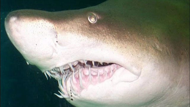 Man punches shark to save woman