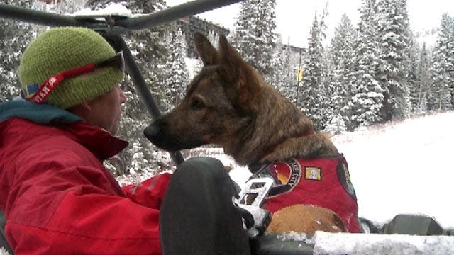 Training never ends for search and rescue canines