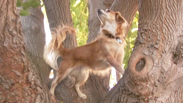 Tree climbing super dog