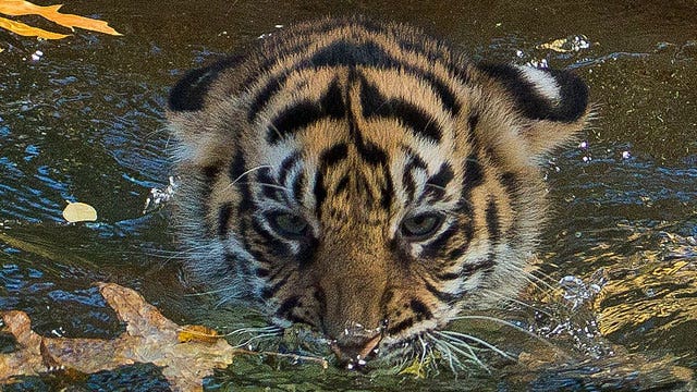 Tiger cubs get swim test