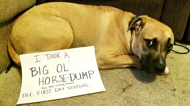 Is 'dog-shaming' damaging your pet's dignity?