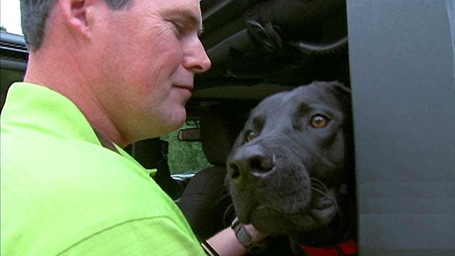 Non-profit rescues dogs to help vets with PTSD
