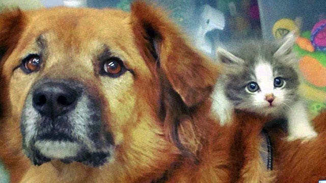 Rescued dog helps other animals in need