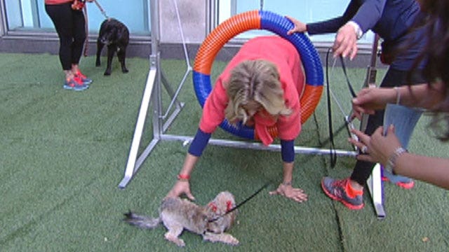 After the Show Show: Dog training