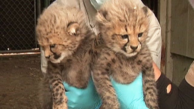 Help name cheetah cubs!