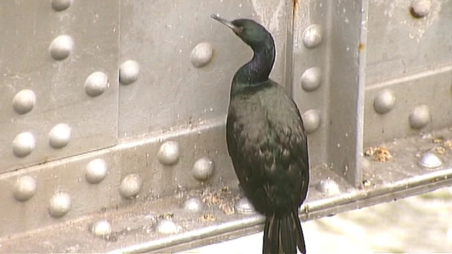 Bridge demolition runs up against protected birds