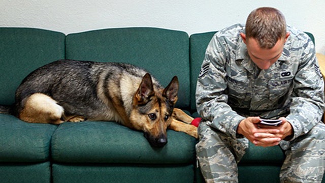 Service dogs and vets become each other's best friends