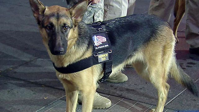 Alpha K9 saving veterans' lives one dog at a time