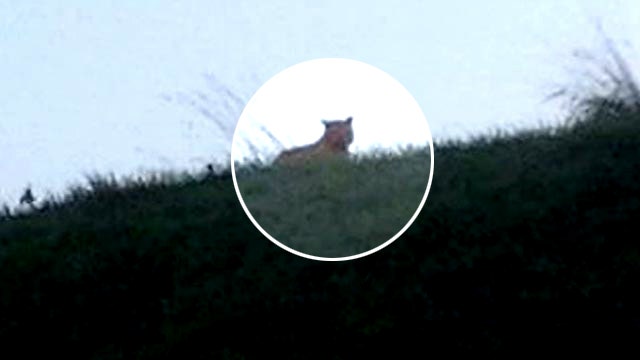 Reports: Tiger on the loose near Paris
