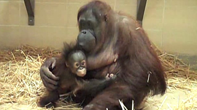 Baby orangutan thriving with new surrogate mother