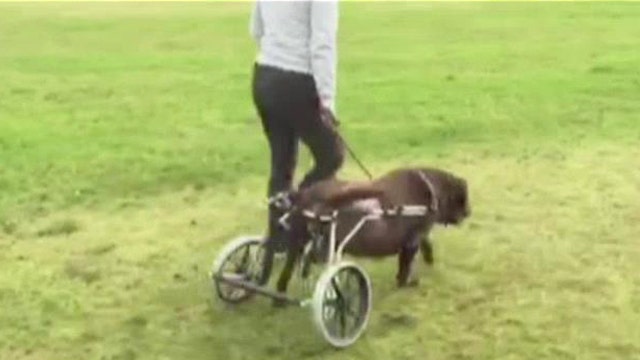 Labrador gets his own wheelchair