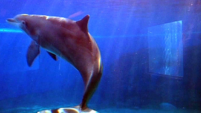 Yoga with the dolphins