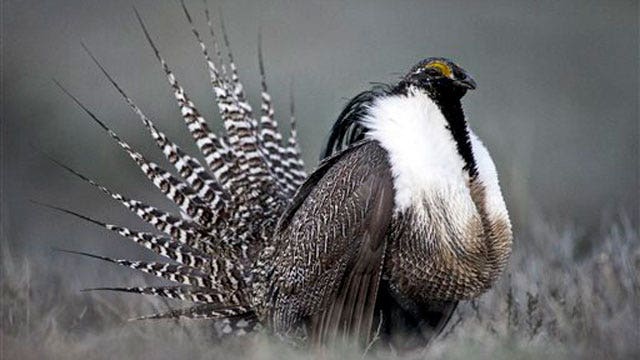 Feds may classify sage grouse as endangered species