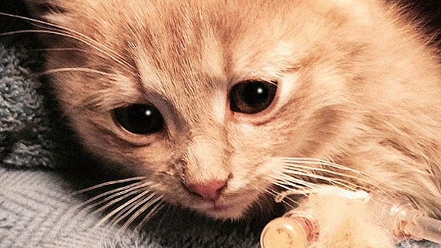 Half-frozen kitten uses one of her nine lives