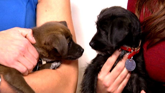 After the Show Show: Puppies!