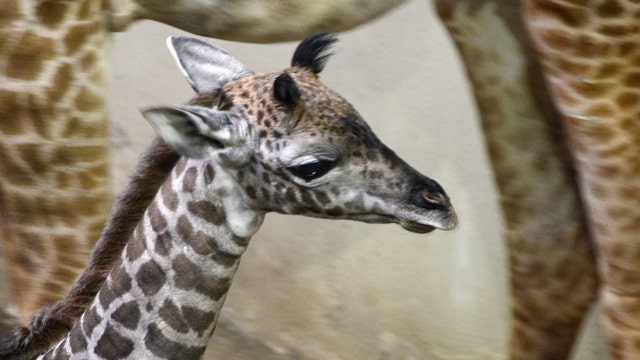 Baby giraffe makes zoo debut