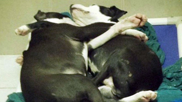 Blind puppy, 'seeing eye' brother adopted