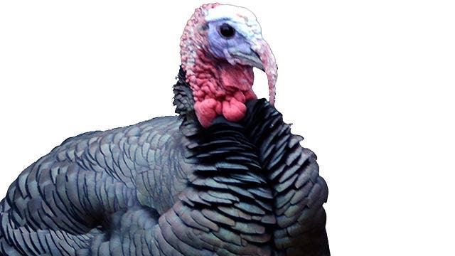 'The Five' name their Turkeys of the Year