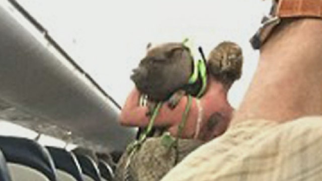 Woman kicked off plane after hiding pet pig on board