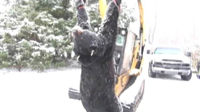 772 pound bear caught in Pennsylvania