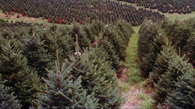 What to look for when Christmas tree shopping