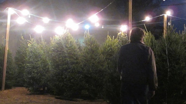 After the Show Show: Christmas trees