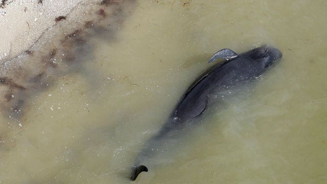Workers resume attempts to save dozens of stranded whales