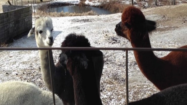 Farmers are selling locally produced hats, gloves, and scarves made from their own Alpacas