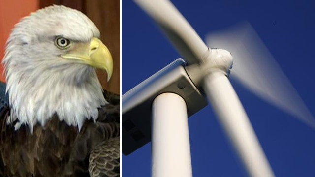 Turbine troubles? Wind farms are causing bald eagle deaths