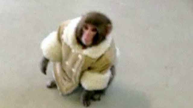 Stylish monkey causes commotion at Canadian IKEA