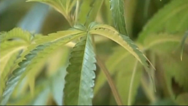 Sacramento rallies against marijuana ban