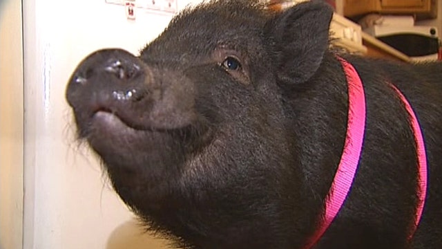 Pig therapy controversy 