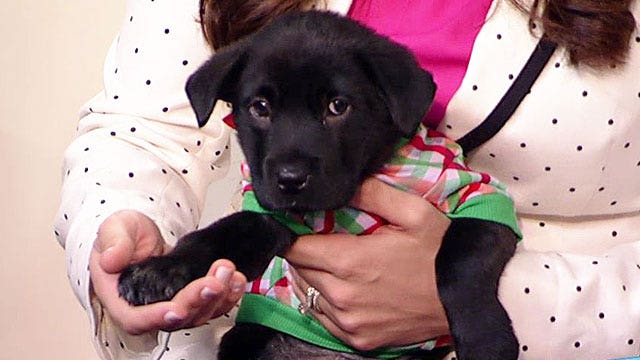 Paws for a Cause: Southeast Area Animal Control Authority