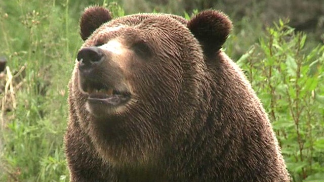 Researchers use grizzly bears to study obesity