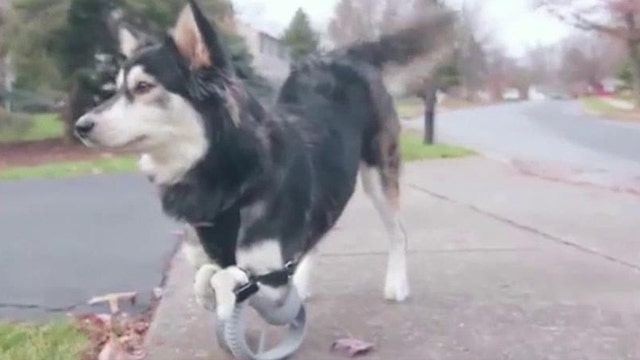 Puppy gets 3D-printed legs